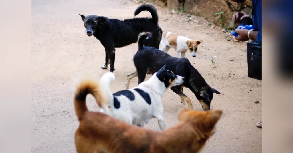 Punjab begins drive to remove stray dogs from public spaces after SC order | India News | ACTPnews