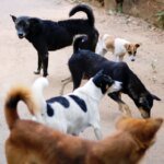 Punjab begins drive to remove stray dogs from public spaces after SC order | India News | ACTPnews