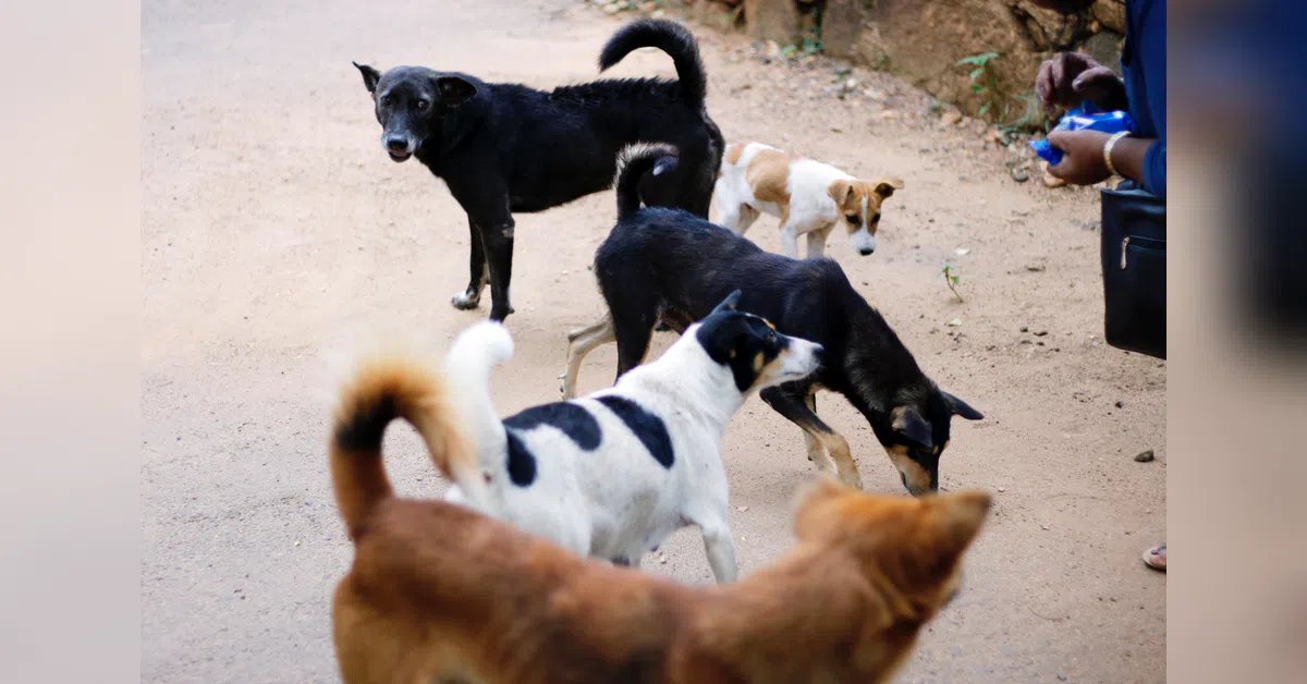 Punjab begins drive to remove stray dogs from public spaces after SC order | India News | ACTPnews