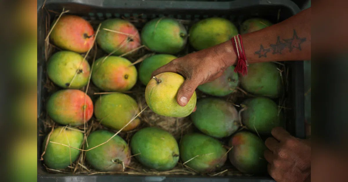 Heat, El Nino and Iran war batter Maharashtra’s Alphonso mango trade | India News | ACTPnews