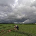 IMD further lowers 2026 monsoon forecast as El Nino set to develop | India News | ACTPnews