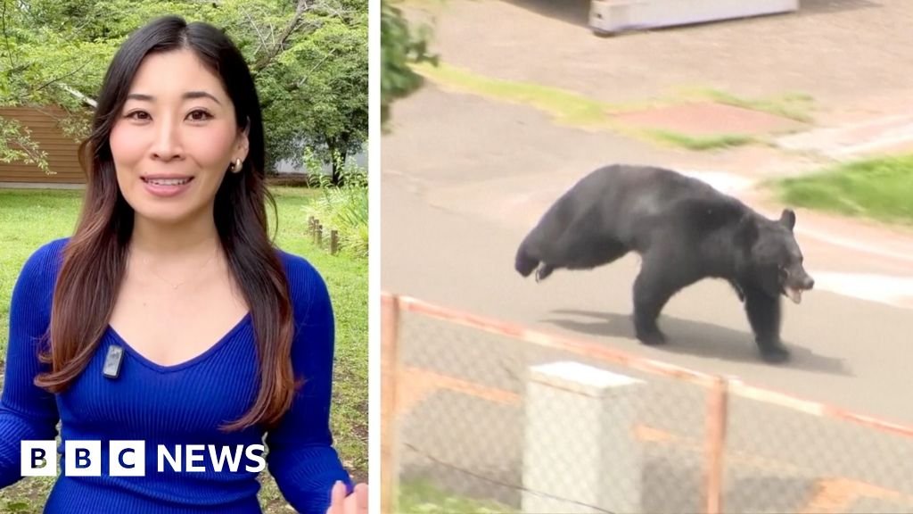 Japanese bear on the run after injuring four people | ACTPnews