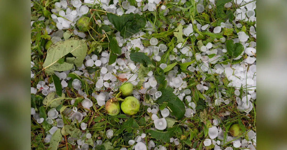 For Kashmir’s apple farmers, hailstorms now threaten more than fruit | India News | ACTPnews