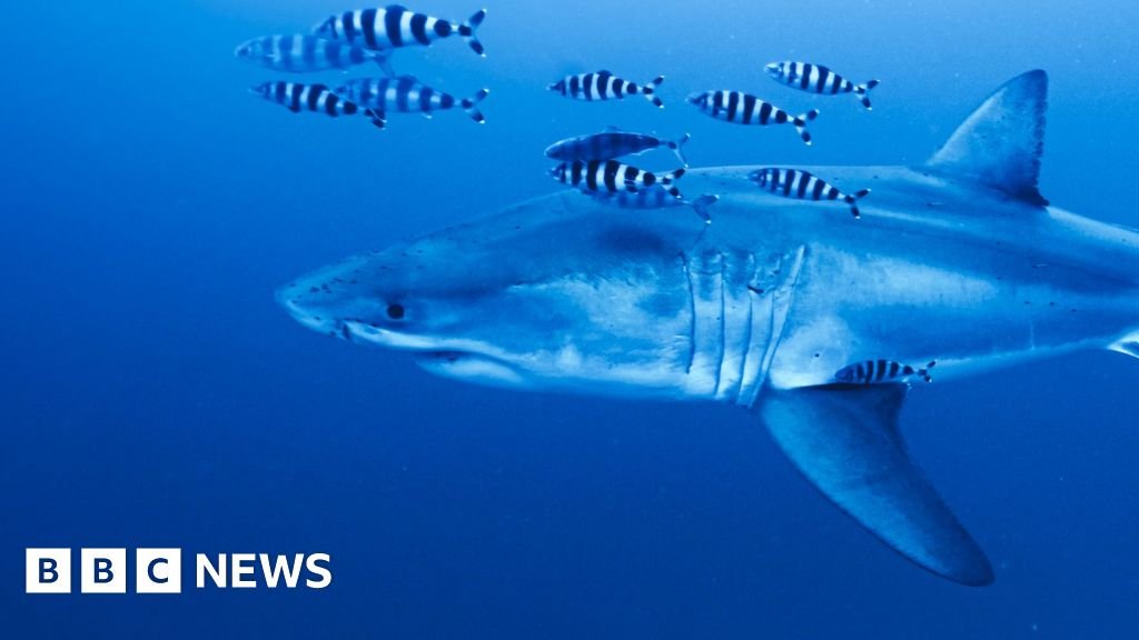 Diver on filming rare footage of Great White shark in the Mediterranean | ACTPnews