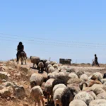 Property deeds no protection for Palestinians as settler violence spreads | Israel-Palestine conflict News | ACTPnews
