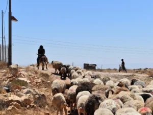 Property deeds no protection for Palestinians as settler violence spreads | Israel-Palestine conflict News | ACTPnews