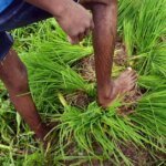 India’s below-normal July monsoon forecast risks Kharif crop outlook | India News | ACTPnews