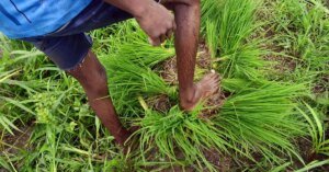 India’s below-normal July monsoon forecast risks Kharif crop outlook | India News | ACTPnews