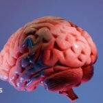 How Indian scientists are mapping the brain’s last frontier | ACTPnews