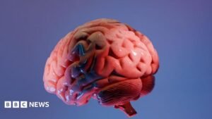 How Indian scientists are mapping the brain’s last frontier | ACTPnews
