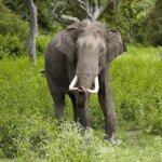 DRI arrests 33, seizes 440 protected animals and 15 kg ivory nationwide | India News | ACTPnews