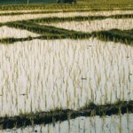 What is a ‘monsoon break’ and why does it matter for paddy farmers? | India News | ACTPnews