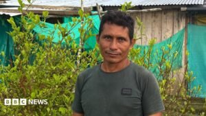This farmer wanted to quit the cocaine industry – he couldn’t | ACTPnews