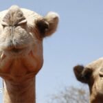 Africa’s camels are dying from extreme heat as temperatures soar | ACTPnews