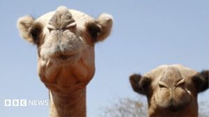 Africa’s camels are dying from extreme heat as temperatures soar | ACTPnews