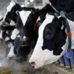 Canada’s ‘powerful’ dairy sector is in Trump’s trade crosshairs | ACTPnews