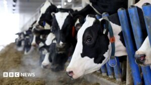 Canada’s ‘powerful’ dairy sector is in Trump’s trade crosshairs | ACTPnews