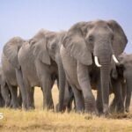 Amboseli elephant deaths: Kenya Wildlife Service launches urgent inquiry after 14 carcasses found | ACTPnews