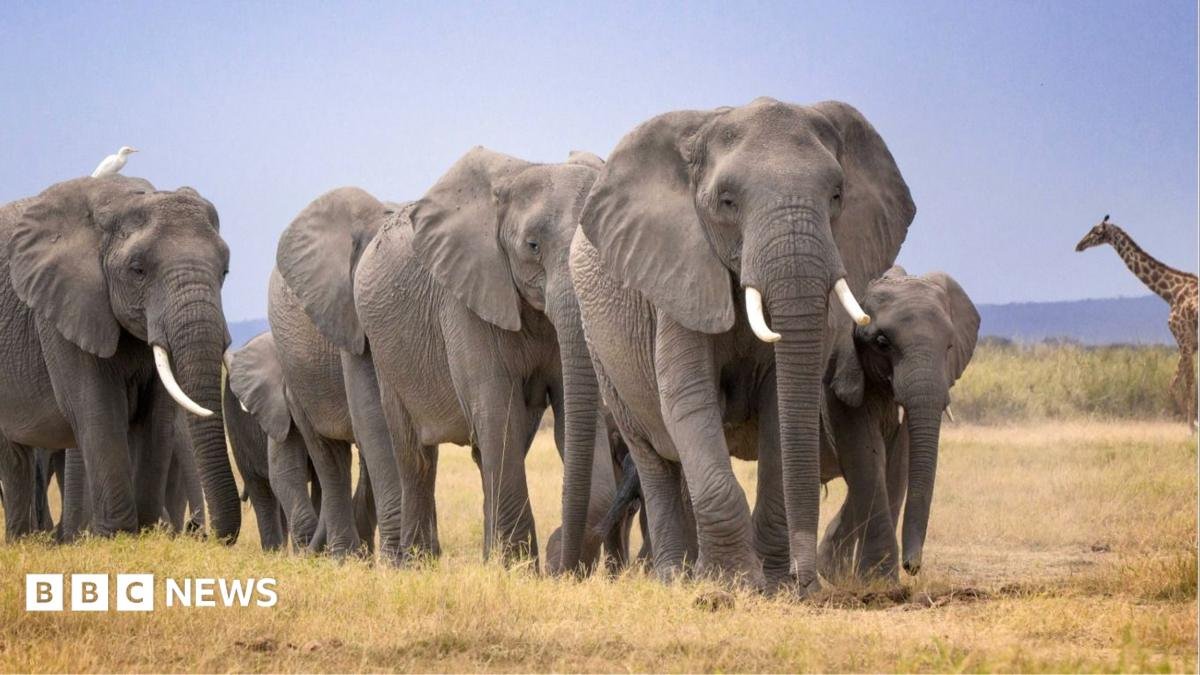 Amboseli elephant deaths: Kenya Wildlife Service launches urgent inquiry after 14 carcasses found | ACTPnews