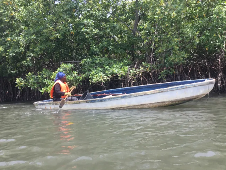How Gambian women are restoring the mangroves protecting Banjul | News | ACTPnews
