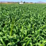 Zimbabwe’s land reform enters a new chapter | News | ACTPnews