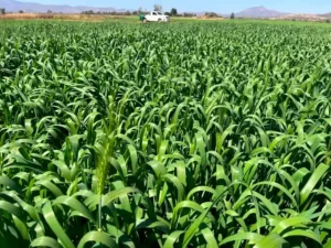 Zimbabwe’s land reform enters a new chapter | News | ACTPnews
