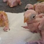 Parrot eggs hatch in South Africa after suspected Thai smuggler arrested at OR Tambo airport | ACTPnews