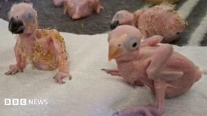 Parrot eggs hatch in South Africa after suspected Thai smuggler arrested at OR Tambo airport | ACTPnews
