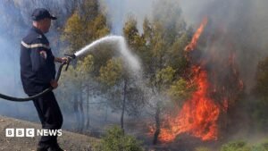 At least 12 dead as wildfires sweep through northern Algeria | ACTPnews