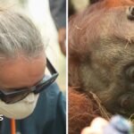 Orangutans in danger as wildfires blaze through Indonesia | ACTPnews
