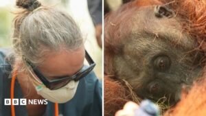 Orangutans in danger as wildfires blaze through Indonesia | ACTPnews