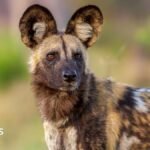 Wild dogs defy the odds with record 2,500-mile trek across Africa | ACTPnews