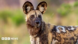 Wild dogs defy the odds with record 2,500-mile trek across Africa | ACTPnews