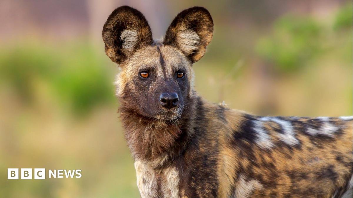 Close-up of an African wild dog looking into the distance, showing its large, rounded ears and speckled tan, black and white fur.