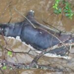 Anthrax outbreak: Zambians warned not to eat dead wildlife | ACTPnews