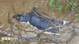 Anthrax outbreak: Zambians warned not to eat dead wildlife | ACTPnews