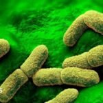 US ‘watching closely’ after plague researcher dies in Russia | ACTPnews
