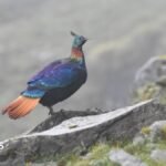 A beautiful Himalayan bird is changing its voice due to human activity, research shows | ACTPnews