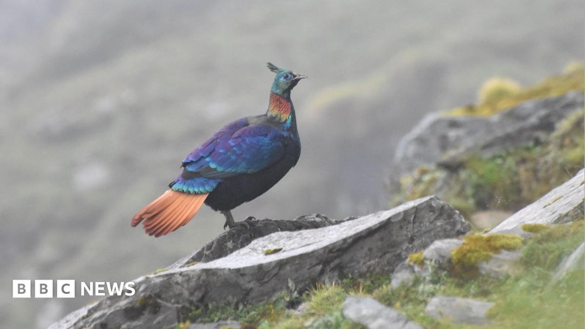 A Himalayan monal - blue, orange and rainbow feathers around its neck - pictured sitting on a mountain stone in India’s Uttarakhand state