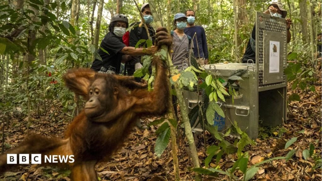 Orangutans released back into Borneo forest after devastating fires | ACTPnews