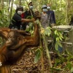 Orangutans released back into Borneo forest after devastating fires | ACTPnews